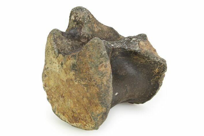 Ankylosaurian (Polacanthus) Vertebra - Isle of Wight, England #351244